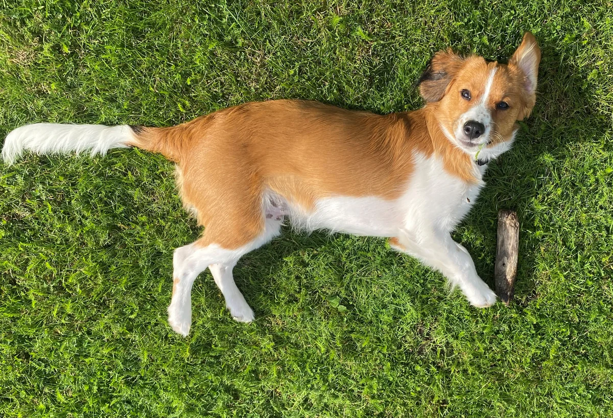 Hamburg on four paws